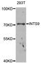 Integrator Complex Subunit 9 antibody, STJ24215, St John