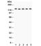 DNA damage-binding protein 1 antibody, R32243, NSJ Bioreagents, Western Blot image 