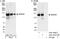 WD Repeat Domain 44 antibody, A301-441A, Bethyl Labs, Immunoprecipitation image 