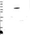 Neural EGFL Like 1 antibody, NBP2-13651, Novus Biologicals, Western Blot image 