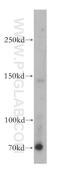 WD Repeat Domain 19 antibody, 13647-1-AP, Proteintech Group, Western Blot image 
