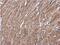 Unp antibody, NBP2-20834, Novus Biologicals, Immunohistochemistry paraffin image 