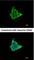Cytokine Inducible SH2 Containing Protein antibody, NBP1-30943, Novus Biologicals, Immunofluorescence image 