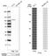 Glycogen Phosphorylase L antibody, NBP1-86147, Novus Biologicals, Western Blot image 