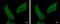 Actin Related Protein 1B antibody, GTX115347, GeneTex, Immunocytochemistry image 