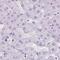 Keratin 12 antibody, PA5-65979, Invitrogen Antibodies, Immunohistochemistry frozen image 