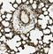 Aryl Hydrocarbon Receptor antibody, A00225-4, Boster Biological Technology, Immunohistochemistry paraffin image 