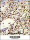 Folliculin antibody, 63-574, ProSci, Immunohistochemistry paraffin image 