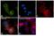 KDEL  antibody, PA5-34941, Invitrogen Antibodies, Immunofluorescence image 