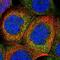 Cystatin B antibody, NBP1-85430, Novus Biologicals, Immunofluorescence image 