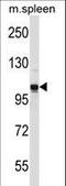 G-protein coupled receptor-associated sorting protein 2 antibody, LS-C166645, Lifespan Biosciences, Western Blot image 