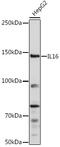 Interleukin 16 antibody, GTX54334, GeneTex, Western Blot image 