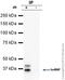 Heterogeneous Nuclear Ribonucleoprotein A1 antibody, ab5832, Abcam, Immunoprecipitation image 