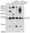 Defender Against Cell Death 1 antibody, A14723, ABclonal Technology, Western Blot image 