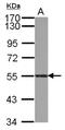 Atlastin GTPase 3 antibody, NBP2-15508, Novus Biologicals, Western Blot image 