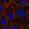 KN Motif And Ankyrin Repeat Domains 3 antibody, PA5-62333, Invitrogen Antibodies, Immunofluorescence image 