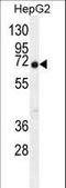 Chromosome 11 Open Reading Frame 95 antibody, LS-C168208, Lifespan Biosciences, Western Blot image 