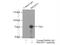 WD Repeat Containing Antisense To TP53 antibody, 14761-1-AP, Proteintech Group, Immunoprecipitation image 