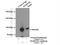 Myristoylated Alanine Rich Protein Kinase C Substrate antibody, 20661-1-AP, Proteintech Group, Immunoprecipitation image 