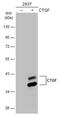 Cellular Communication Network Factor 2 antibody, NBP2-16026, Novus Biologicals, Western Blot image 