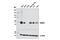 N-Myc Downstream Regulated 1 antibody, 9485T, Cell Signaling Technology, Western Blot image 