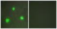 Forkhead Box H1 antibody, abx013325, Abbexa, Western Blot image 