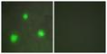 Forkhead Box H1 antibody, abx013325, Abbexa, Western Blot image 