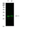 TNF Alpha Induced Protein 8 Like 3 antibody, GTX34276, GeneTex, Western Blot image 