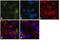 Dihydropyrimidinase Like 2 antibody, PA3-120, Invitrogen Antibodies, Immunofluorescence image 