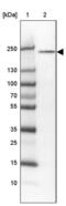 Slit homolog 3 protein antibody, PA5-62445, Invitrogen Antibodies, Western Blot image 