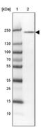 Slit Guidance Ligand 3 antibody, PA5-62445, Invitrogen Antibodies, Western Blot image 