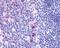 G Protein-Coupled Rec. ORF4 antibody, PA1-32529, Invitrogen Antibodies, Immunohistochemistry frozen image 