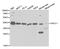 ERCC Excision Repair 1, Endonuclease Non-Catalytic Subunit antibody, A5291, ABclonal Technology, Western Blot image 