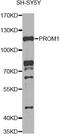 Prominin 1 antibody, MBS125475, MyBioSource, Western Blot image 