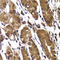 STAM Binding Protein antibody, 22-670, ProSci, Immunohistochemistry paraffin image 