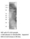 TNF Alpha Induced Protein 3 antibody, MBS540191, MyBioSource, Western Blot image 