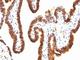Small Ubiquitin Like Modifier 1 antibody, NBP2-45338, Novus Biologicals, Immunohistochemistry frozen image 