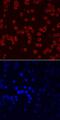 Macrophage Erythroblast Attacher antibody, MA5-24344, Invitrogen Antibodies, Immunocytochemistry image 