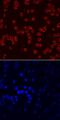 Macrophage Erythroblast Attacher antibody, MA5-24344, Invitrogen Antibodies, Immunocytochemistry image 