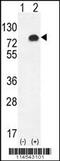 Glypican 6 antibody, 55-977, ProSci, Western Blot image 