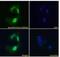 Protein Phosphatase 1 Regulatory Subunit 15A antibody, NB100-778, Novus Biologicals, Immunocytochemistry image 