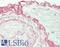 Elastin antibody, LS-B13457, Lifespan Biosciences, Immunohistochemistry paraffin image 