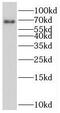 Sestrin-1 antibody, FNab07758, FineTest, Western Blot image 