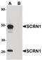 Secernin 1 antibody, PA5-20992, Invitrogen Antibodies, Western Blot image 