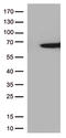 Ring Finger Protein 7 antibody, CF812590, Origene, Western Blot image 