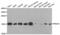 Peroxiredoxin 5 antibody, abx004837, Abbexa, Western Blot image 