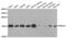 Peroxiredoxin-5, mitochondrial antibody, abx004837, Abbexa, Western Blot image 