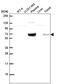 Glucagon Receptor antibody, NBP2-55921, Novus Biologicals, Western Blot image 