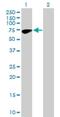 Zinc Finger Protein 317 antibody, H00057693-B01P, Novus Biologicals, Western Blot image 