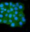 Calpain 1 antibody, M01943-3, Boster Biological Technology, Immunofluorescence image 